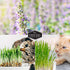 Cat Herb Seed Collection - Catnip & Cat Grass Seed Packets
