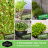 Microgreens Seeds 5 Pack