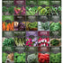 Apartment Kit Seed Vault - 20 Container Friendly Varieties