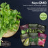 Asian Vegetable Seed Collection - 6 Vegetables for Asian Cuisine