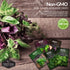 Basil Seed Collection - 5 Colorful and Tasty Varieties of Basil