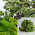 Culinary Herb Seed Collection - 5 Classic Culinary Herbs