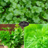 Herb Collection - Basil, Cilantro, Dill, Lemon Balm, Parsley