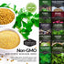 Indian Vegetable Collection - Basil, Cauliflower, Cilantro, Cowpeas, Eggplant, Fennel, Fenugreek, Onion, Pepper, Spearmint