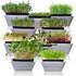 Microgreens 10 Variety Seed Kit