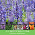 6 Pest Defense Herb & Flower Seeds - Repel Garden Pests Naturally