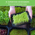 Microgreens 10 Variety Seed Kit