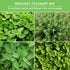 Drought Tolerant Seed Collection - 8 Hardy Herbs and Flowers