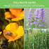 Drought Tolerant Seed Collection - 8 Hardy Herbs and Flowers