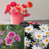 5 Flower Seed Collection - Hollyhock, Shasta Daisy, Coneflower (Echinacea), Marigold, Zinnia