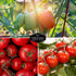 5 Tomato Collection -  Cherokee Purple, Roma, Large Red Cherry, Great White, & Beefsteak