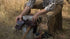 Gray Bearded Green Beret Survival Training Films Bundle – 5-Film USB Collection for Wilderness, Bushcraft, and Preparedness