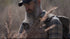 Into the Woods: Wilderness Survival Training Film with Joshua Enyart – Streaming & USB Options